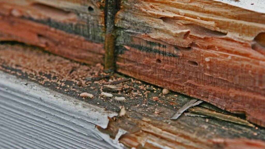 Serangan Rayap pada Furniture Berbahan Kayu